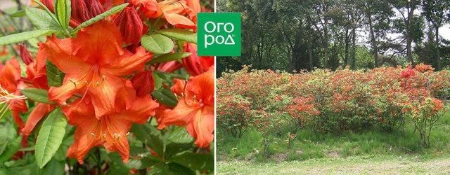 Самые ранние рододендроны: 8 восхитительных видов, 10 сортов и гибридов 