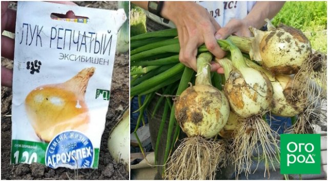 Самые урожайные сорта и гибриды лука – хватит на весь год 