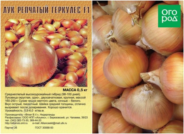 Самые урожайные сорта и гибриды лука – хватит на весь год 