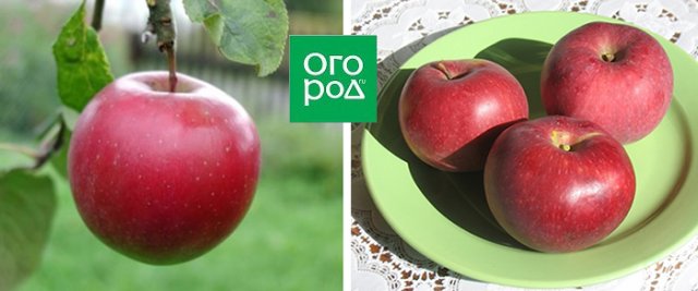 Самые урожайные сорта яблонь: 11 вариантов для посадки этой весной 
