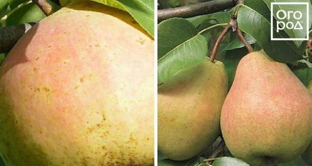 Самые вкусные сорта груши, по отзывам садоводов 