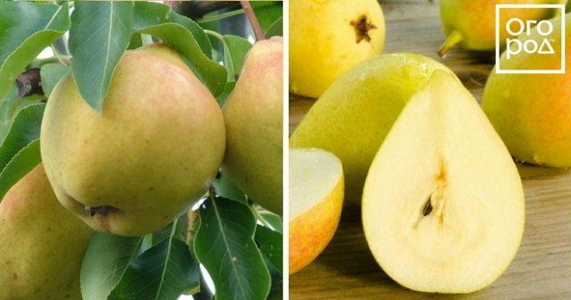 Самые вкусные сорта груши, по отзывам садоводов 