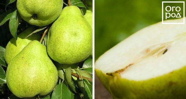 Самые вкусные сорта груши, по отзывам садоводов 