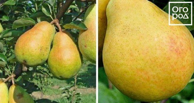 Самые вкусные сорта груши, по отзывам садоводов 