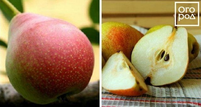 Самые вкусные сорта груши, по отзывам садоводов 