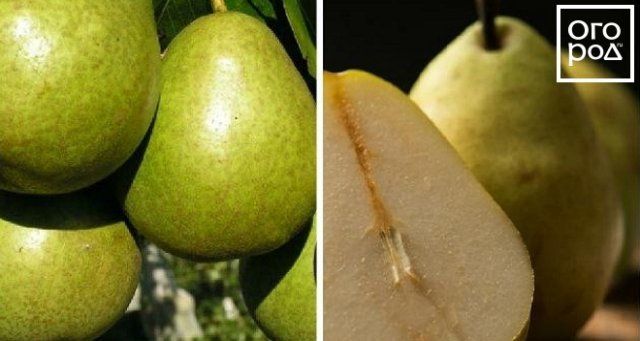 Самые вкусные сорта груши, по отзывам садоводов 