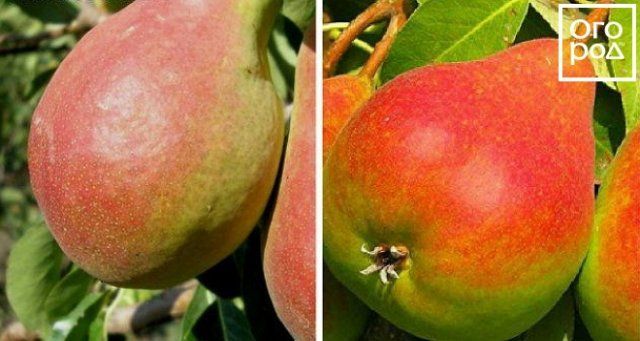 Самые вкусные сорта груши, по отзывам садоводов 