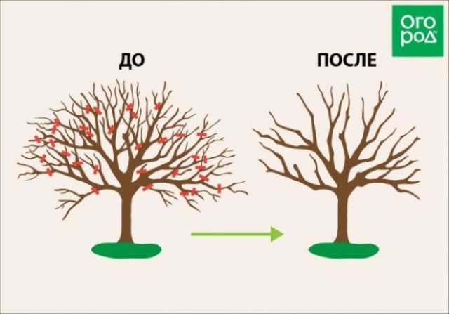 Щадящая обрезка старых яблонь – как не погубить дерево 