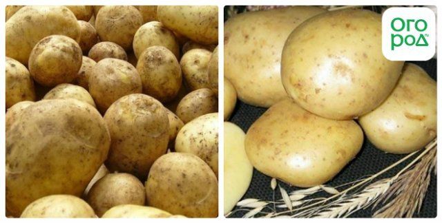 Сорта картофеля, устойчивые к колорадскому жуку − миф или реальность? 