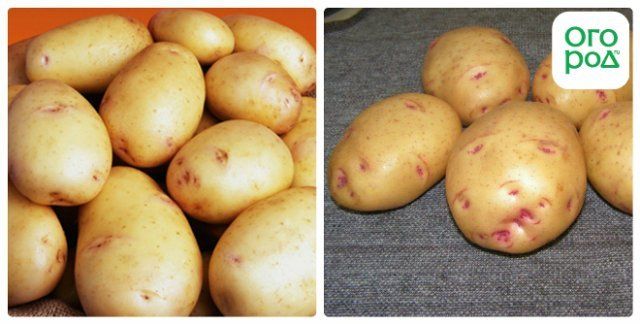Сорта картофеля, устойчивые к колорадскому жуку − миф или реальность? 