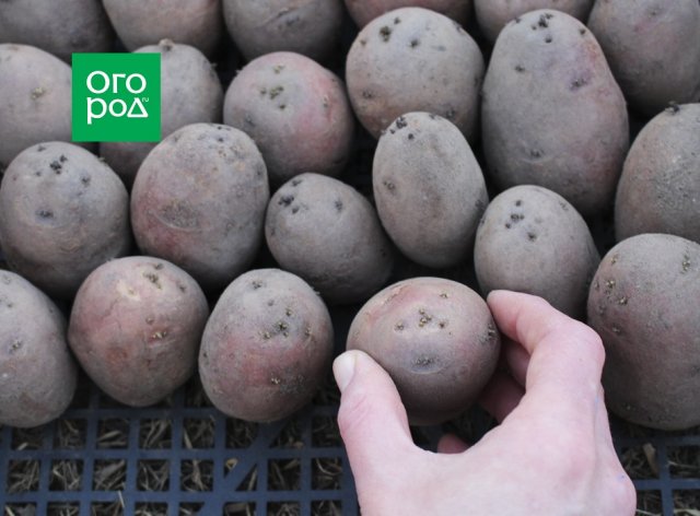 Выращивание картофеля на одном и том же месте 