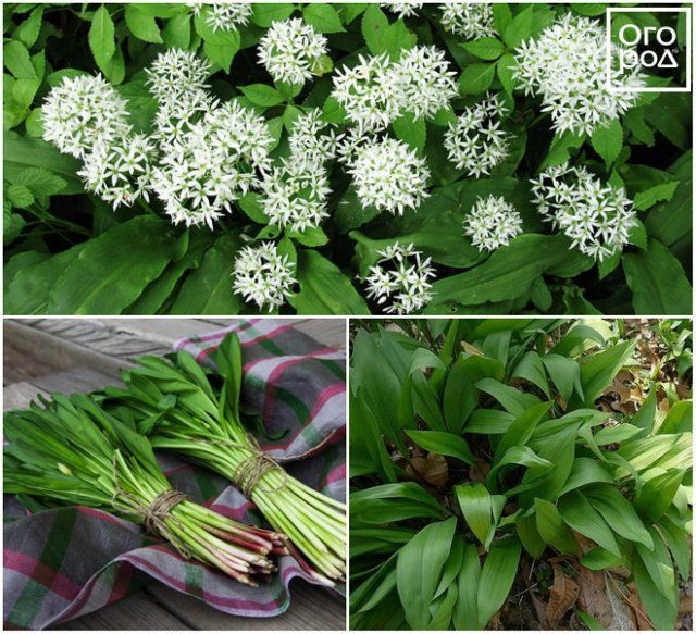 10 самых популярных видов лука для грядки и клумбы 
