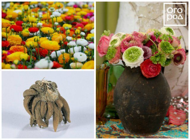 15 фантастически красивых луковичных, которые высаживают весной 
