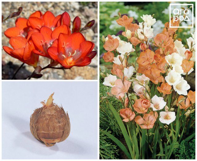 15 фантастически красивых луковичных, которые высаживают весной 