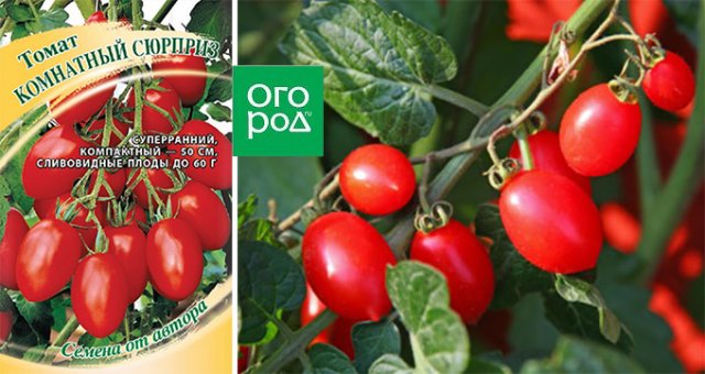 Горшечные томаты для балкона и подоконника – сорта, фото, описание 