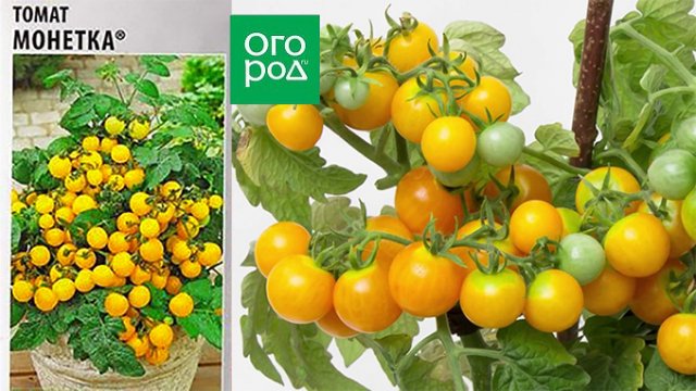 Горшечные томаты для балкона и подоконника – сорта, фото, описание 