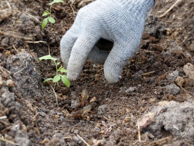 Как избавиться от медведки весной: 4 проверенных способа 