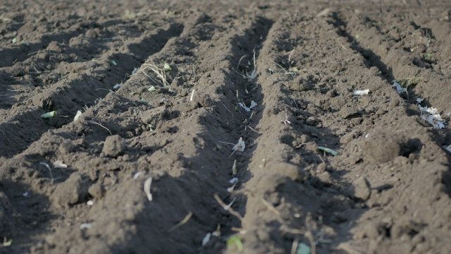 Как, когда и где правильно посадить чеснок весной 