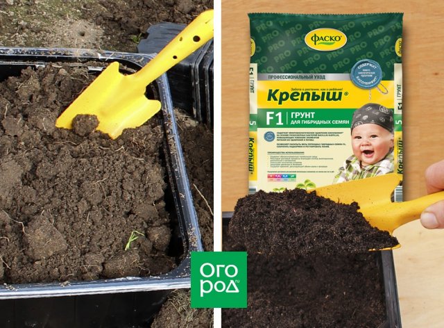 Как понять, что рассаде не хватает кремния и где его взять 