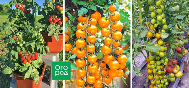 Красиво и вкусно: какие овощи можно посадить в цветнике 