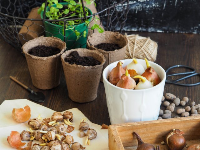 Купили луковичные, а они проросли – что делать? 