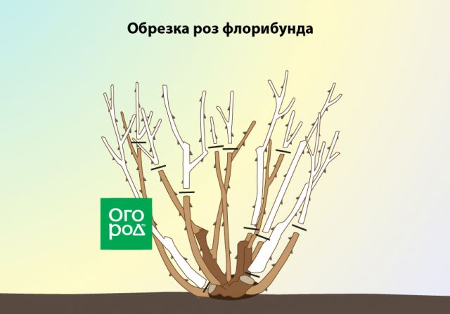 Обрезка роз весной – советы для начинающих цветоводов (с видео) 