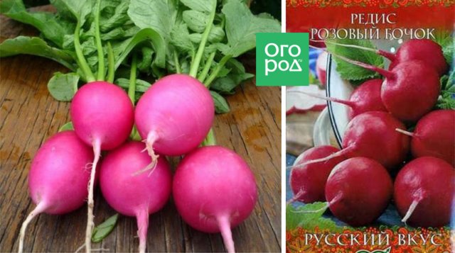Ранние сорта редиса: что можно посадить, чтобы похрустеть уже весной 