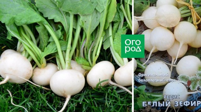 Ранние сорта редиса: что можно посадить, чтобы похрустеть уже весной 