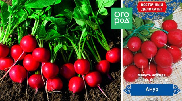 Ранние сорта редиса: что можно посадить, чтобы похрустеть уже весной 