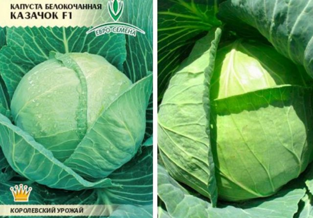 Самые урожайные сорта и гибриды ранней капусты 