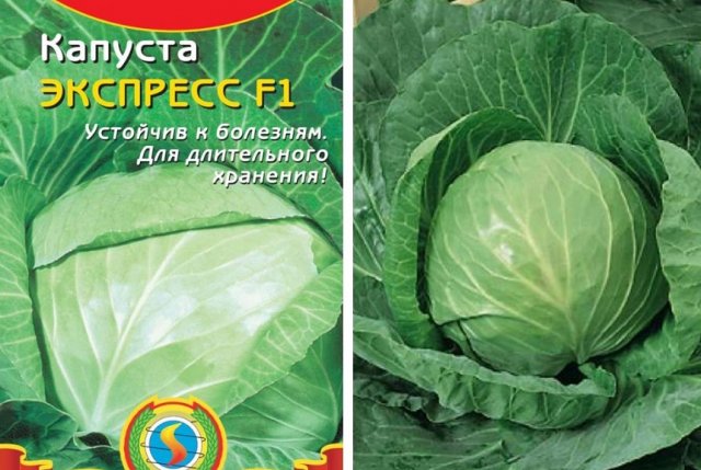 Самые урожайные сорта и гибриды ранней капусты 