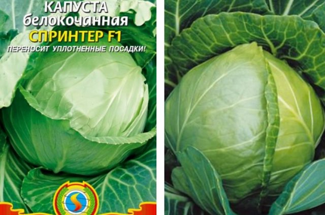 Самые урожайные сорта и гибриды ранней капусты 