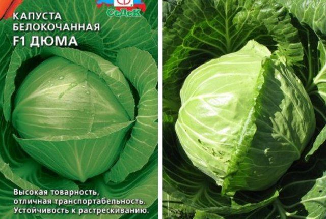 Самые урожайные сорта и гибриды ранней капусты 
