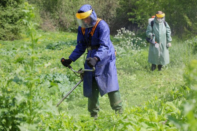 Старая дача заросла борщевиком: реально ли быстро исправить ситуацию 