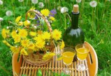 5 рецептов из одуванчиков