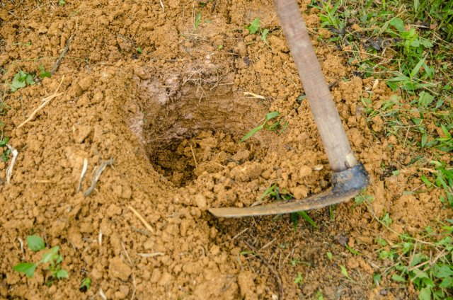 5 способов быстро подкормить деревья и кусты 