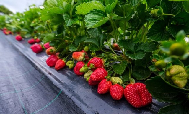 5 способов выращивания клубники: большой урожай для любого участка 