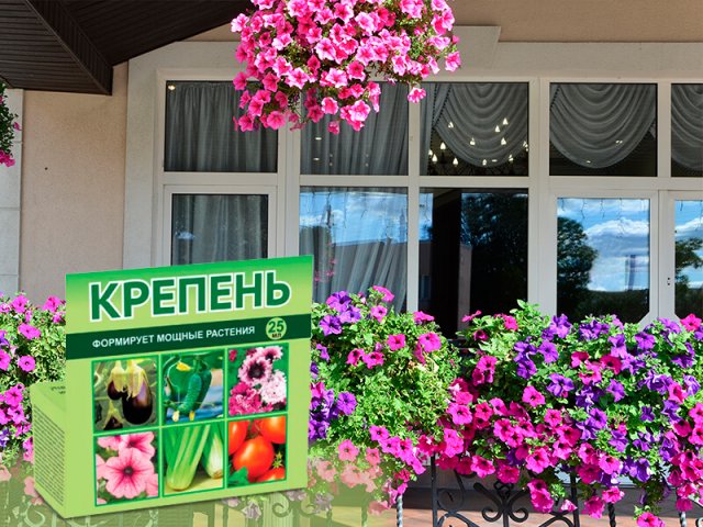 Чем полить петунию, чтобы пышно и долго цвела 