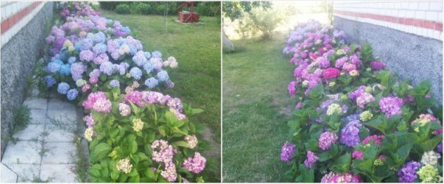 Как создать цветущий сад без лишних затрат 