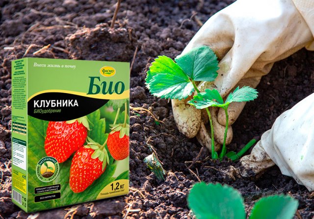 Как вырастить сладкую клубнику: 5 секретов ягоды, как в детстве 