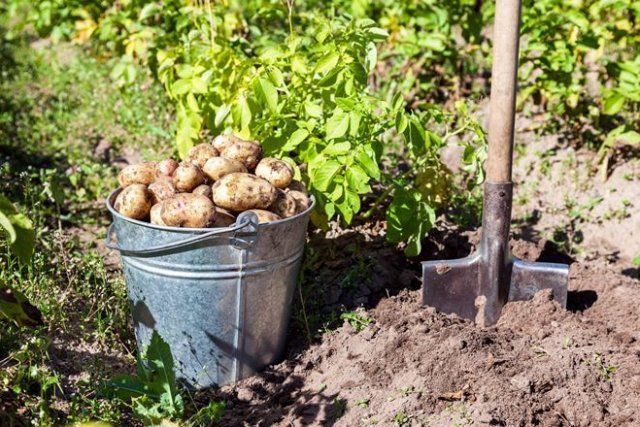 Картофель под пленкой − как получить урожай на 3 недели раньше 