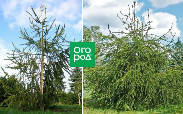 Обязательно посадите: 6 необычных хвойных растений, которые зимуют в средней полосе 