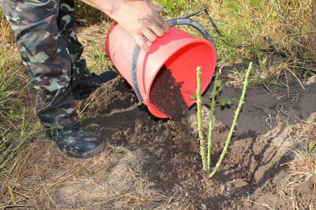 Отчего весной гибнут розы 