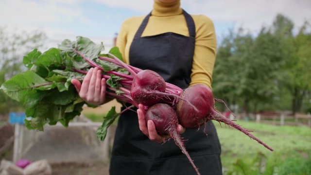 Почему свекла стрелкуется и как этого избежать 