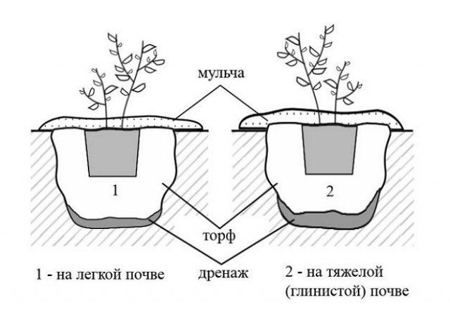 Посадка саженцев голубики – делаем правильно 