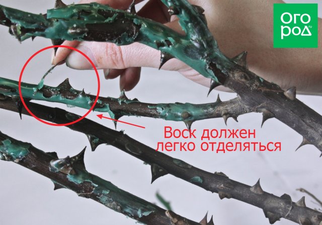 Воск/парафин на саженцах роз – удалять или оставить? 