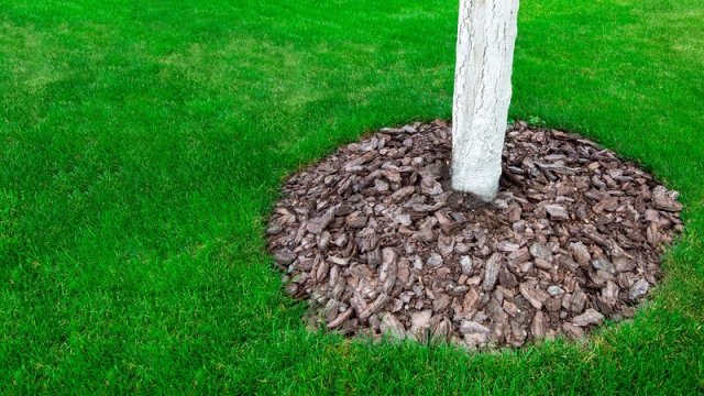 5 дел в саду, которые обязательно нужно сделать в июне 