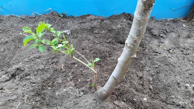 5 дел в саду, которые обязательно нужно сделать в июне 