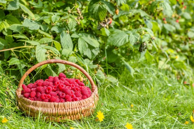 Чем подкормить ягодные кустарники летом: вся информация в таблицах 