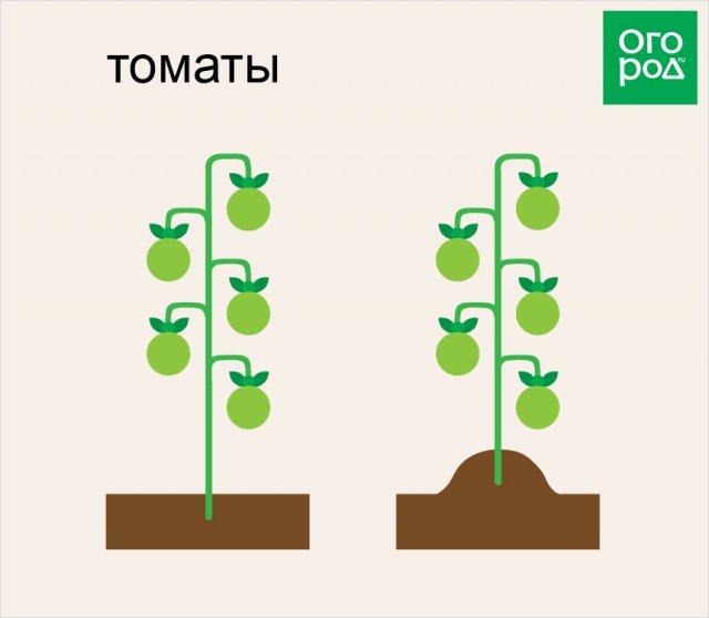 Как правильно окучивать растения на грядках – все "за" и "против" 